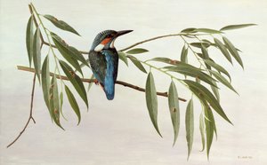 Kingfisher tekijältä Raymond Booth