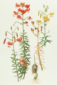 Lilium amabile tekijältä Raymond Booth