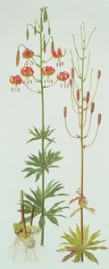 Lilium Pardalinum tekijältä Raymond Booth