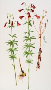 Lilium grayi tekijältä Raymond Booth