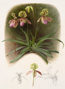 Paphiopedilium henryi (öljy paperille) tekijältä Raymond Booth