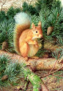 Punainen orava