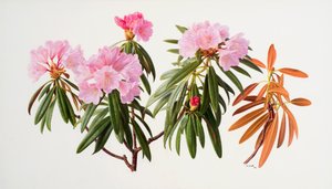 Rhododendronit tekijältä Raymond Booth