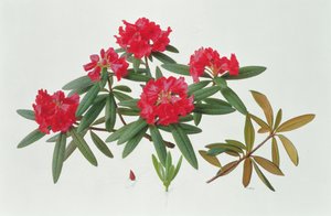 Rhododendron Microgynum tekijältä Raymond Booth