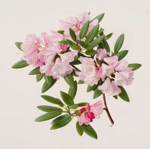 Rhododendron maculiferum anwheiense tekijältä Raymond Booth
