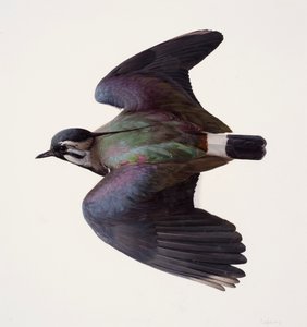 Tutkimus lapintiirasta (öljy paperille) tekijältä Raymond Booth