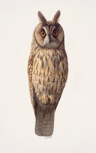 Pöllöselvitys (öljy paperille) tekijältä Raymond Booth