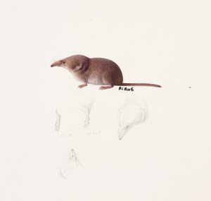 Study of a shrew (öljy ja lyijykynä paperille) tekijältä Raymond Booth