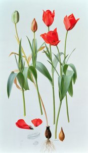 Tulipa amabilis tekijältä Raymond Booth