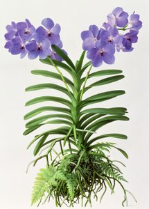 Vanda Rothschildiana tekijältä Raymond Booth