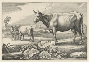 Laitumella lehmiä Diversa Animalia Quadrupedia (sarjan nimi)