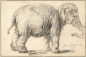 Elefantti, 1637 tekijältä Rembrandt van Rijn