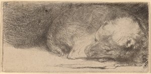 Nukkuva pentu tekijältä Rembrandt van Rijn