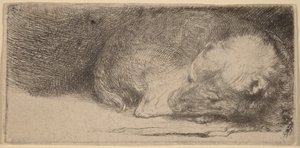 Nukkuva koiranpentu tekijältä Rembrandt van Rijn