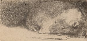 Nukkuva pentu, c. 1640. tekijältä Rembrandt van Rijn