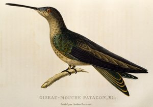 Giant Hummingbird (Patagona gigas), kaiverrus teoksesta The trochilids tai hummingbirds and hummingbirds