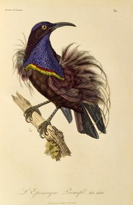 Paratiisin riflebirdin (Ptiloris paradiseus) aikuinen uros, kaiverrus Paratiisin lintujen ja Epimagien luonnonhistoriasta