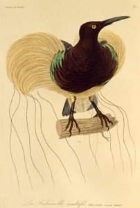 Aikuinen uros 12-lankaisesta paratiisin linnusta (Seleucidis melanoleuca), kaiverrus Paratiisin lintujen ja Epimagien luonnonhistoriasta