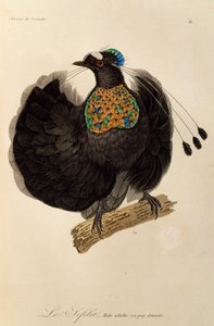 Länsi-Parotian aikuinen uros (Parotia sefilata), kaiverrus Paratiisin lintujen ja Epimagien luonnonhistoriasta