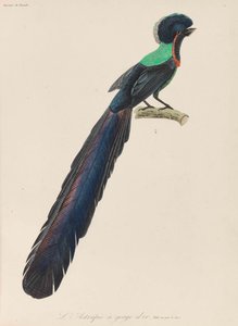 Paratiisin lintu, 1835.
