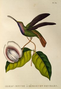 Lazulin Sabrewing (Campylopterus falcatus), kaiverrus teoksesta The trochilids tai hummingbirds and hummingbirds