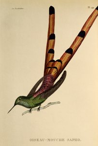 Punahäntäkomeetta (Sappho sparganurus), kaiverrus teoksesta The trochilides tai hummingbirds and hummingbirds