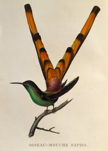 Punahäntäkomeetta (Sappho sparganurus), kaiverrus teoksesta The trochilides tai hummingbirds and hummingbirds