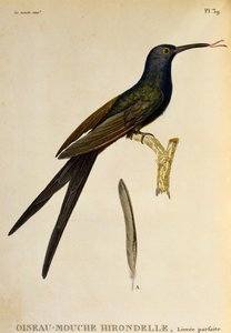 Swallow tailed Hummingbird (Eupetomena macroura), kaiverrus Les trochilidees ou les colibris et les oiseaux-mouches tekijältä René Primevère Lesson