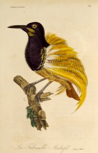 Nuori uros 12-lankaisesta paratiisin linnusta (Seleucidis melanoleuca), kaiverrus Paratiisin lintujen ja Epimagien luonnonhistoriasta