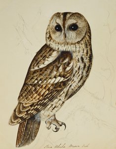 Ruskea pöllö (Strix Ulula) tekijältä Rev. C. Atkinson