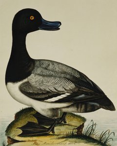Scaup Duck tekijältä Rev. C. Atkinson