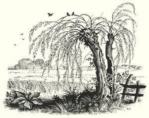 Hans Christian Andersen: Tattari (litho) tekijältä Rex (after) Whistler