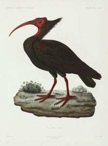 Ibis calb, finlandès algerià tekijältä John Pardon
