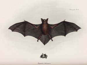 Bat, Etelä-Amerikka, n. 1832-1836 tekijältä John Pardon