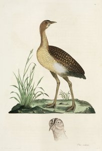 Bustard tekijältä John Pardon