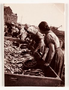 Kalastus, Fisherfolk Naiset lajittelevat kaloja, Whitby Harbour, North Yorkshire, c 1905 tekijältä John Pardon