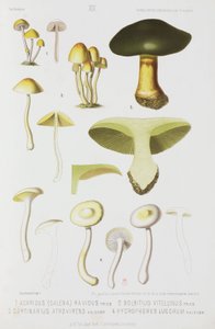 Neljä erilaista sientä, n. 1874 tekijältä John Pardon
