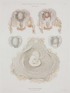 Gynekologia Ihmisen kohtu alkion kanssa, c 1847-1859 tekijältä John Pardon