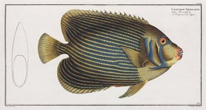 Imperator Angelfish tekijältä John Pardon