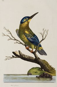 Kuningaskalastaja tekijältä John Pardon