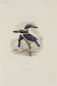 Kingfishers, Samoa tekijältä John Pardon