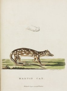 "Martin Cat", Australia, n. 1788 tekijältä John Pardon
