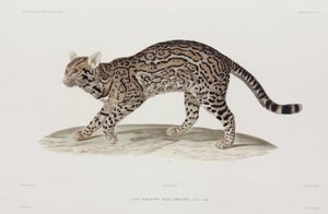 Ocelot, Yhdysvallat tekijältä John Pardon