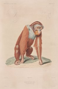 Orangutanit, Indonesia tekijältä John Pardon
