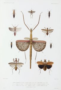 Hyönteistyypit, Australia, Salomonsaaret ja Indonesia