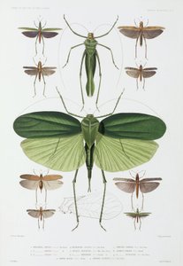 Hyönteistyypit, Teneriffa ja Indonesia