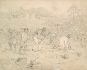 Plantando a cana-de-açúcar (Trinidad) finlandesa
