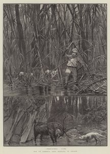 Hirvi tai Sambhur Deer Hunting, Ceylonissa tekijältä Richard Caton Woodville junior