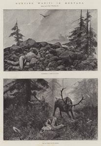 Wapitin metsästys Montanassa