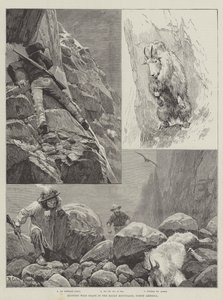 Villivuohien metsästys Kalliovuorilla, Pohjois-Amerikassa